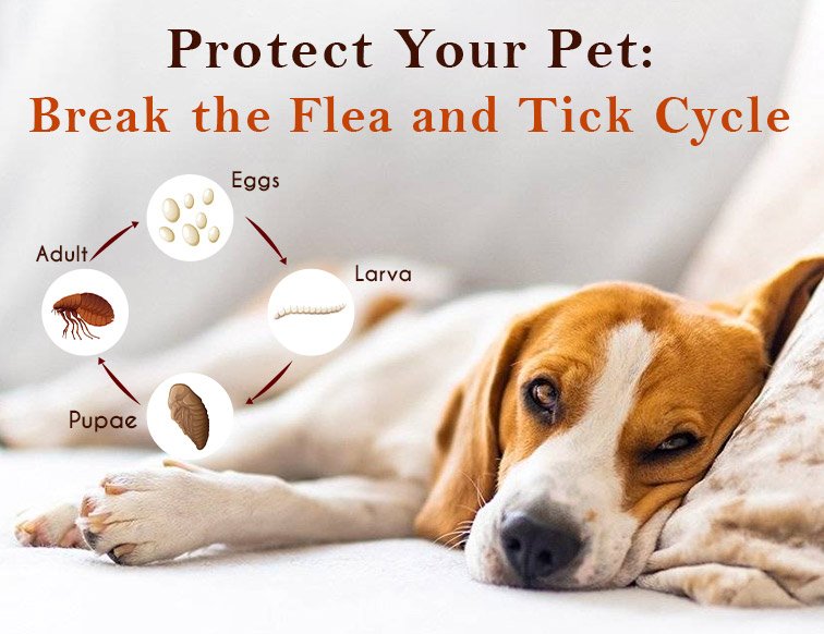 Protect Your Pet: Break the Flea and Tick Cycle