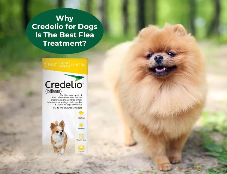 Why Credelio for Dogs Is The Best Flea Treatment?